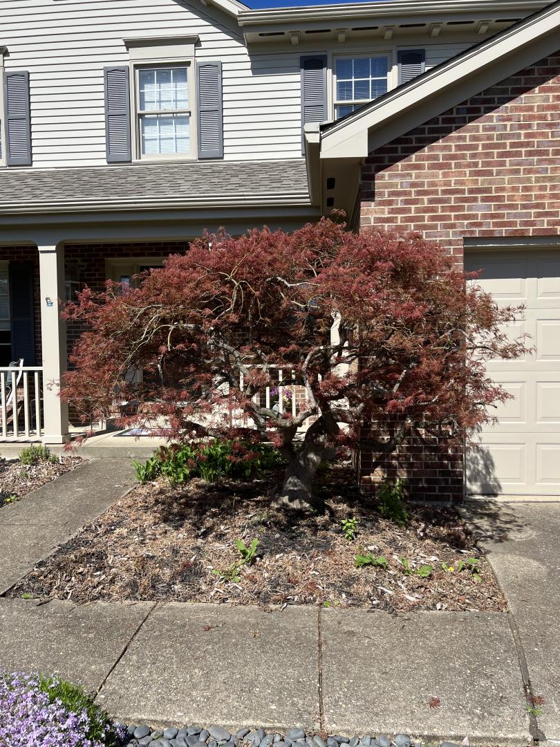 Japanese maple after spring reduction pruning. Japanese maple after spring reduction pruning.